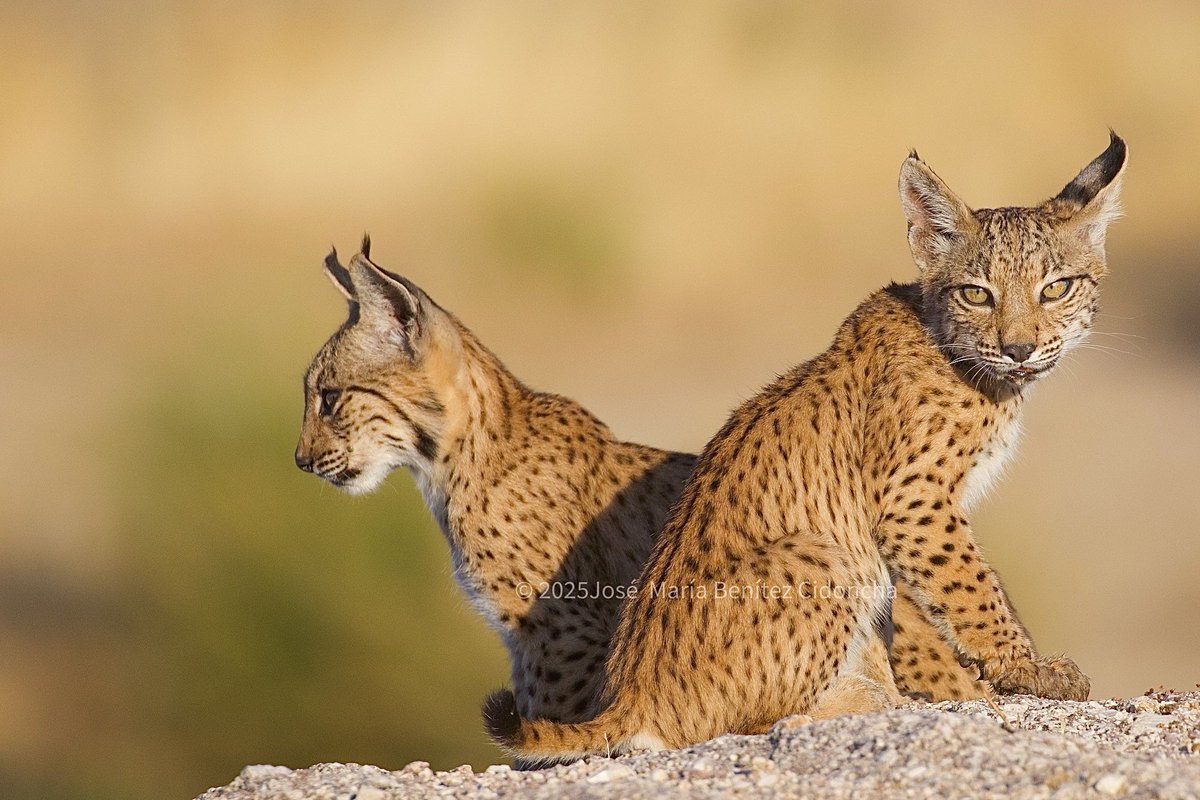benitezjosem's tweet image. Ya he podido observar que algunos jóvenes linces ibéricos nacidos este año van separándose más a menudo de sus madres, incluso ya he podido ver como uno de ellos cazaba un conejo de buen tamaño. En estos meses irán adquiriendo experiencia para el momento de la dispersión.
