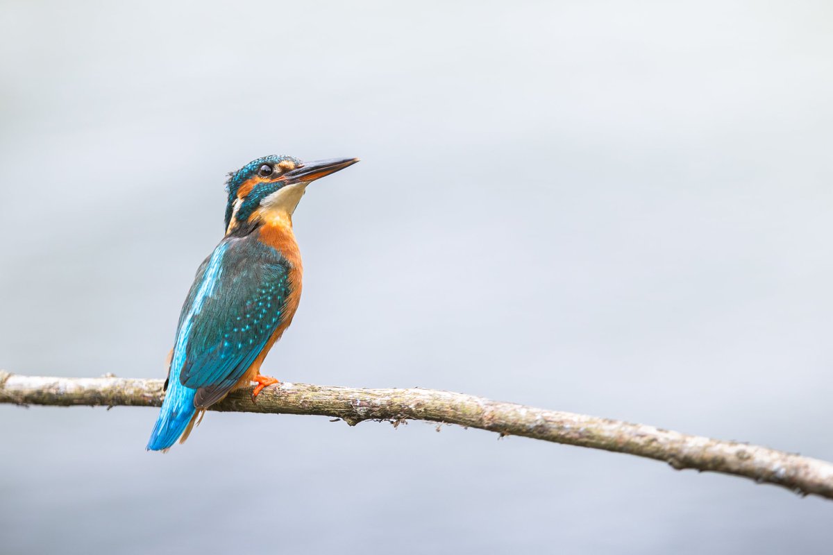 dunbar44's tweet image. The local Kingfisher
