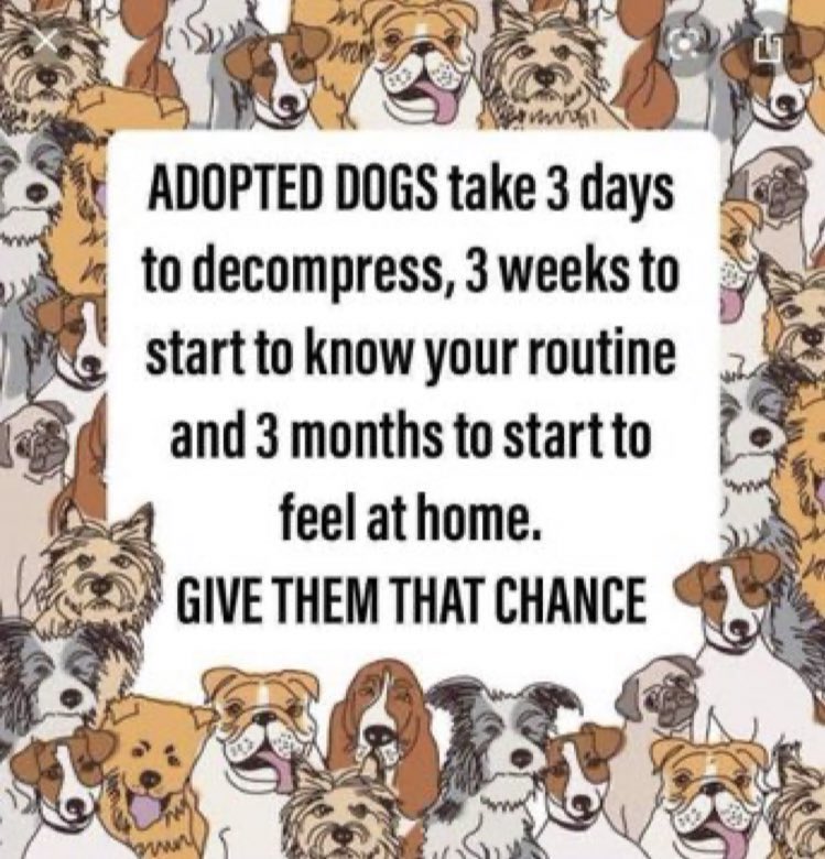 The most important thing you can give your newly adopted dog is time 💛🐶🐾

#AdoptDontShop #rescuedog