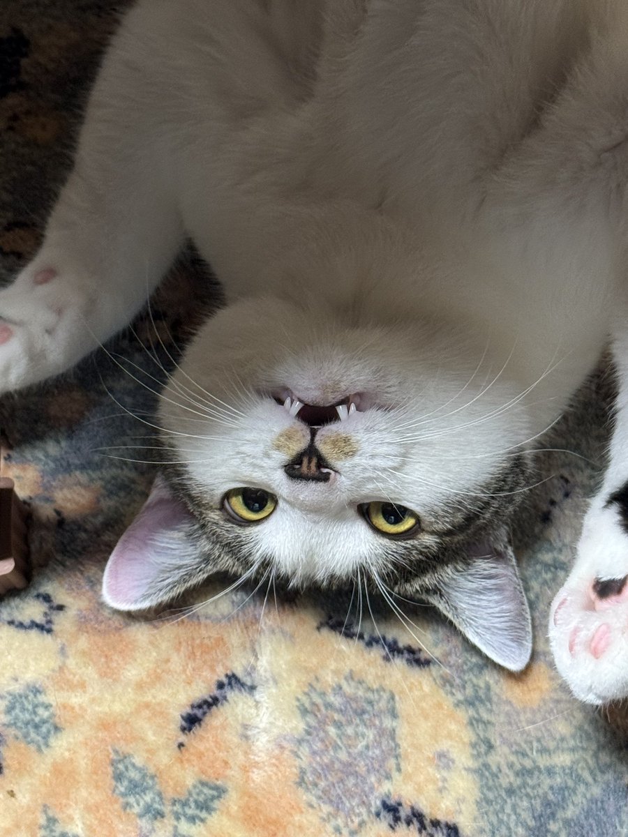 office_ymd's tweet photo. 遊んでニャー🙀 https://t.co/R4icN1LJFF