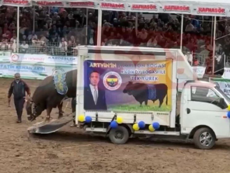 Artvin 44. Kafkasör Festivali'nde Ali Koç’un Artvin’e gönderdiği ‘Kadıköy Boğası’ rakibine finalde mağlup oldu.