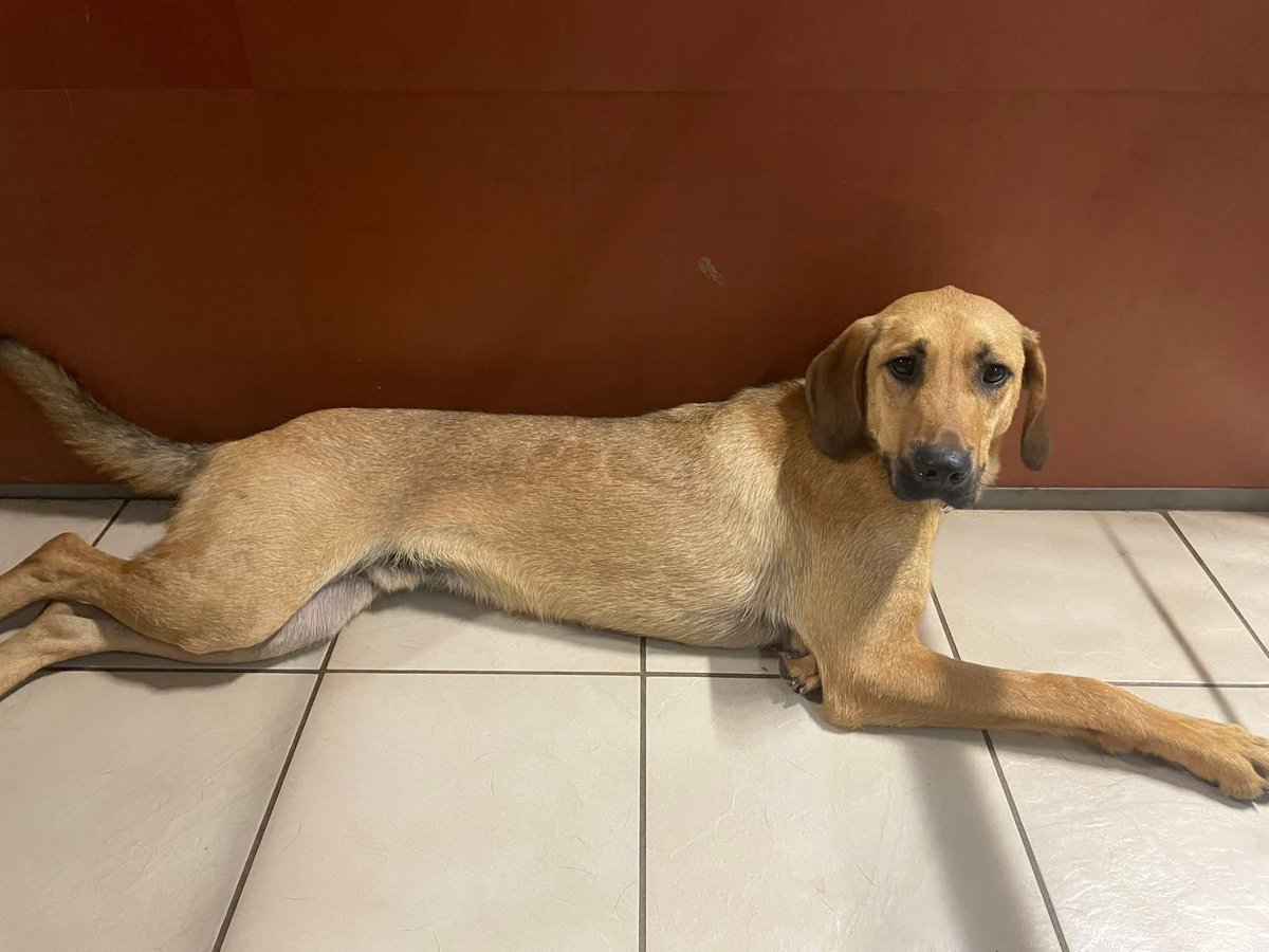 Currently at our Cheshire kennels, stunning Squid is a large 1 year old male who is so loving and happy! 🦑

He can be a bit nervous so needs to work on this ❤️

He can live with dogs, dog savvy cats and older dog savvy kids.

Apply: pawprints2freedom.co.uk/apply