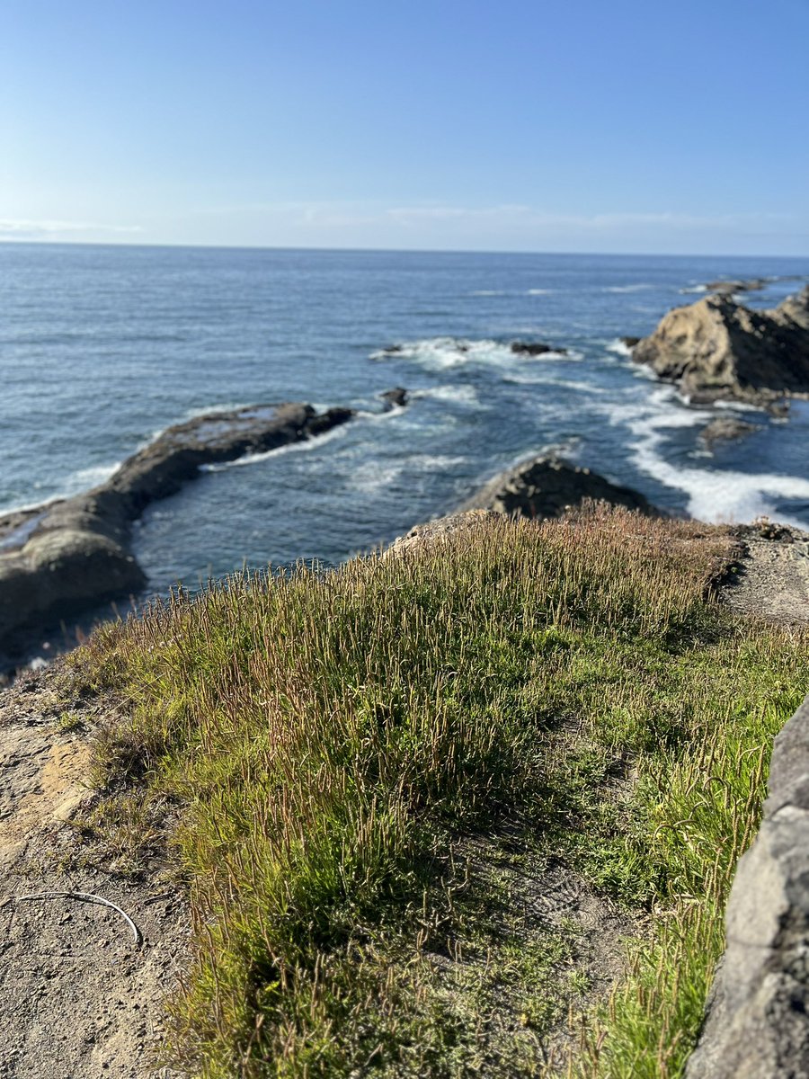 MetalGoddessJen's tweet image. I took my granddaughter’s pictures with me and showed her the ocean. I cried a lot.