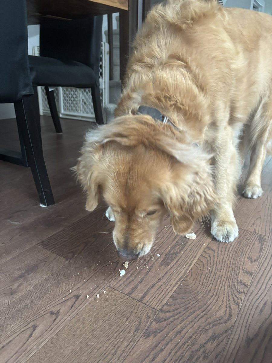 cgbosslady1's tweet image. Happy Sunday! AND… HAPPY 5th BIRTHDAY TO ME!!! #humidity  #birthdayboy #dogsofx #dogsoftwitter #dogs #benny