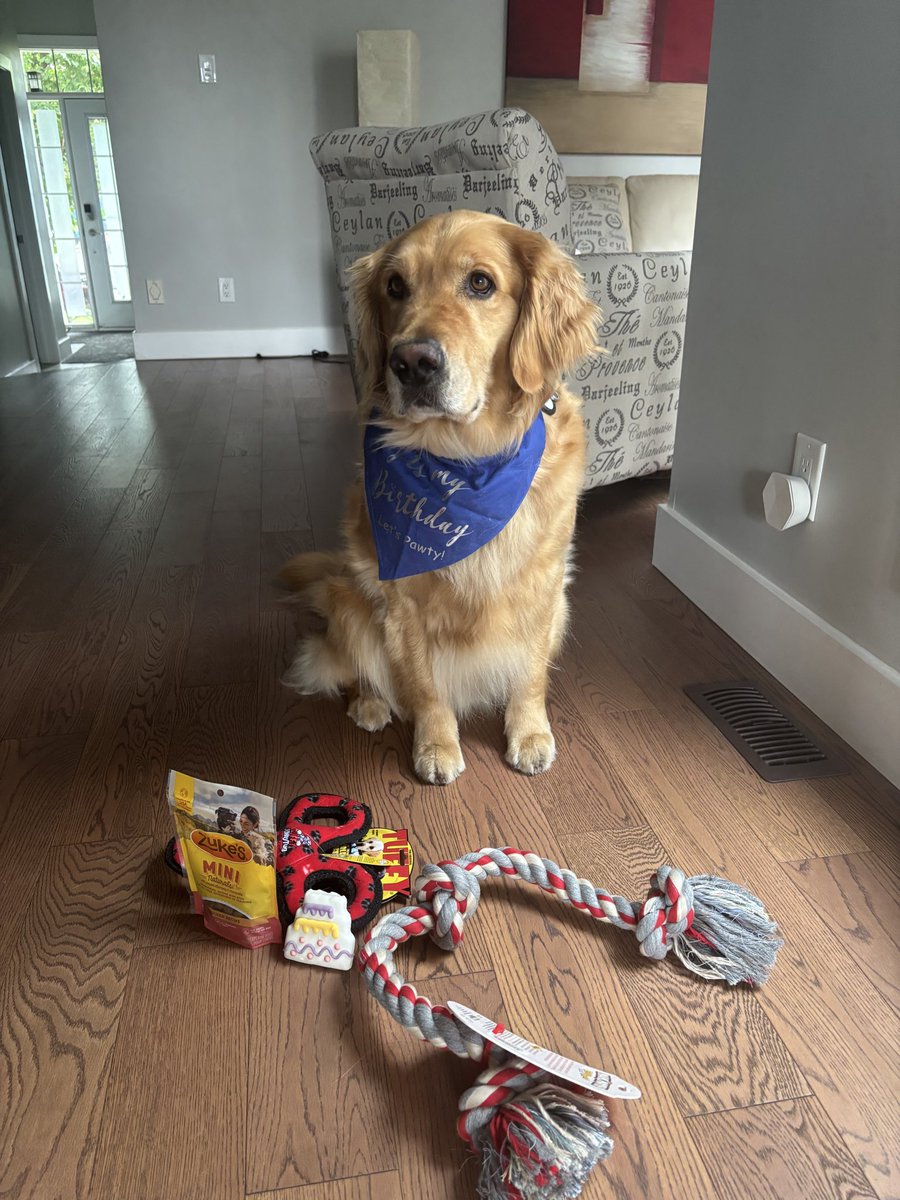 cgbosslady1's tweet image. Happy Sunday! AND… HAPPY 5th BIRTHDAY TO ME!!! #humidity  #birthdayboy #dogsofx #dogsoftwitter #dogs #benny