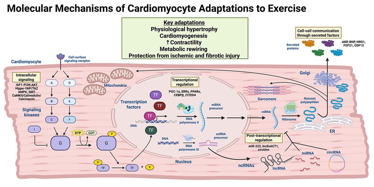 Circulation Research (@circres) on Twitter photo <a href="/CircRes/">Circulation Research</a> Compendium on #Cardiopulmonary Disease and #Exercise
Molecular Mediators of the Cardiac Benefits of Exercise ahajrnls.org/4koVMxY
Authored by <a href="/sumeetkhetarpal/">Sumeet Khetarpal</a> & colleagues
<a href="/rosenzweig_a/">Anthony Rosenzweig, MD</a> <a href="/lihaobo/">Haobo LI, Ph.D.</a> <a href="/CircRes/">Circulation Research</a> Compendium on #Cardiopulmonary Disease and #Exercise
Molecular Mediators of the Cardiac Benefits of Exercise ahajrnls.org/4koVMxY
Authored by <a href="/sumeetkhetarpal/">Sumeet Khetarpal</a> & colleagues
<a href="/rosenzweig_a/">Anthony Rosenzweig, MD</a> <a href="/lihaobo/">Haobo LI, Ph.D.</a>
