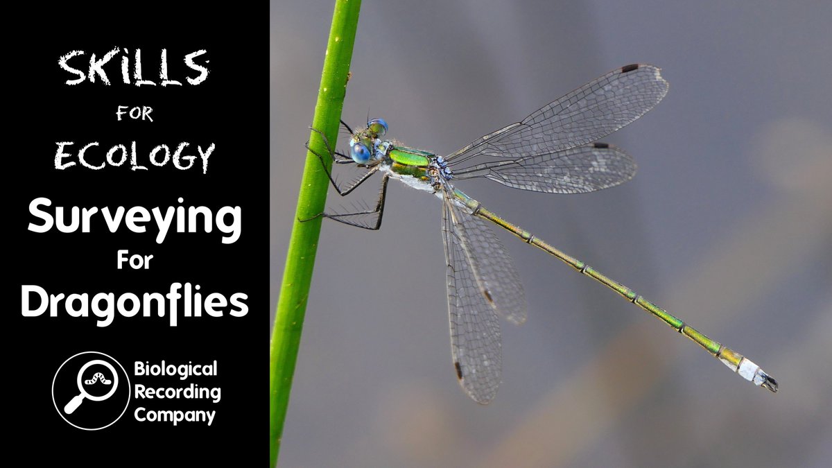 KeironDBrown's tweet image. Learn to survey dragonflies like a pro!
Join specialist @smallshire for a hands-on webinar covering tools & tips to monitor these stunning aerial predators.
📅 23 Sept 2025 | 💻 Online | 🎟️ £12.50
🎟️ Book: eventbrite.co.uk/e/1334343470239
#Dragonflies #CitizenScience @BDSdragonflies