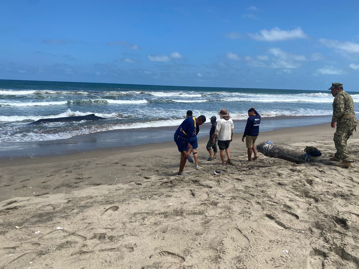 Maria Luisa Cruz Riofrio (@maluisacruzriof) on Twitter photo #Actualización| Intensificamos las labores, conforme al protocolo de respuesta ante el varamiento de especies marinas, para rescatar a la ballena en Playas Villamil. Se suma personal de <a href="/armada_ecuador/">Armada del Ecuador</a>. Intervenimos con todo el contingente. #Actualización| Intensificamos las labores, conforme al protocolo de respuesta ante el varamiento de especies marinas, para rescatar a la ballena en Playas Villamil. Se suma personal de <a href="/armada_ecuador/">Armada del Ecuador</a>. Intervenimos con todo el contingente.