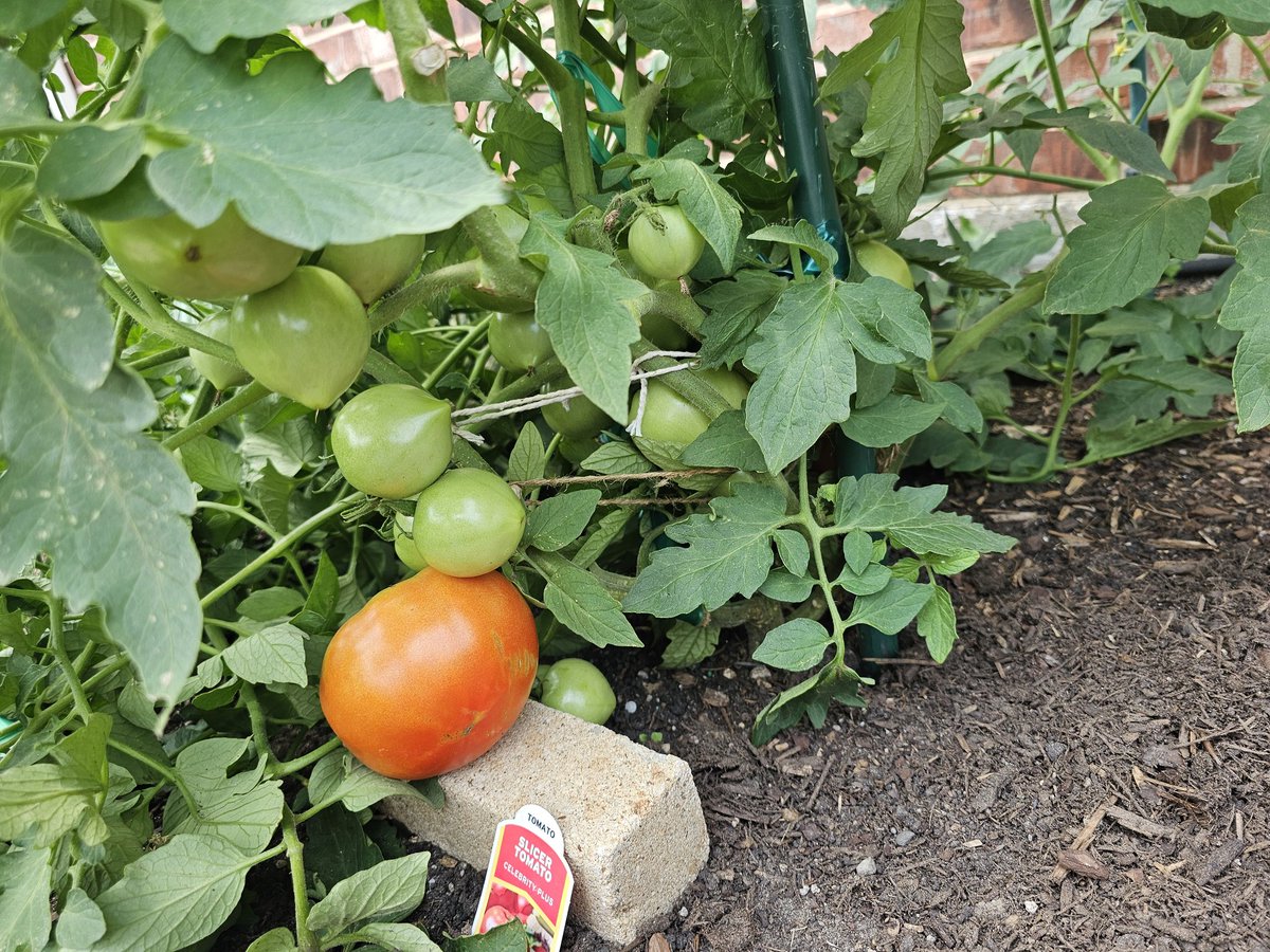 SkinnyLiver1's tweet photo. Almost harvest time, can't wait... https://t.co/0eebLznyyc
