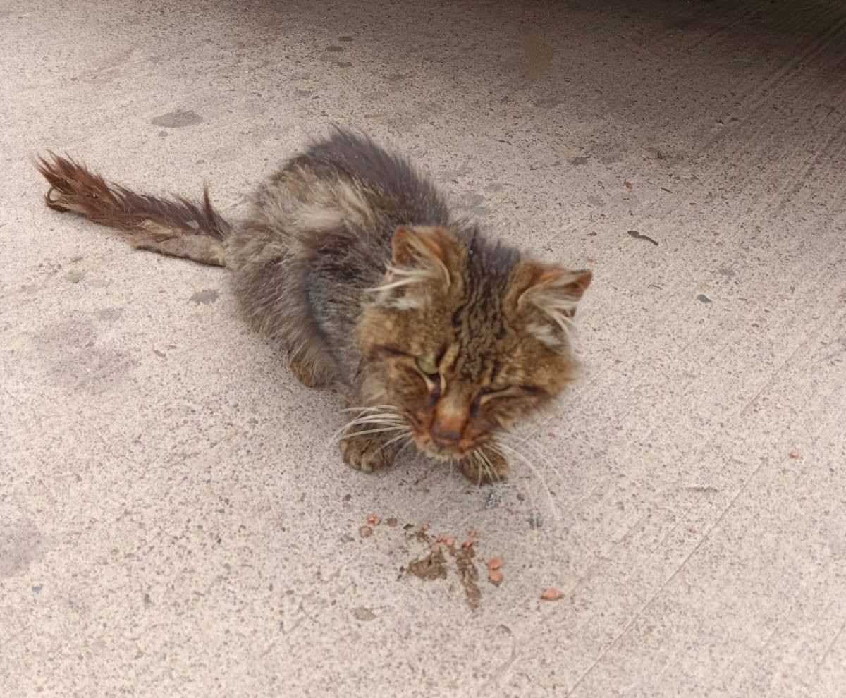 Urgente! Necesitan de un hogar temporal para este bebé que se encuentra en la calle, en el sector de Tierras blancas, en pésimas condiciones. Si puedes recibirlo, para así comenzar a recuperarlo, comunícate al +56976355569. Favor RT!
#Coquimbo