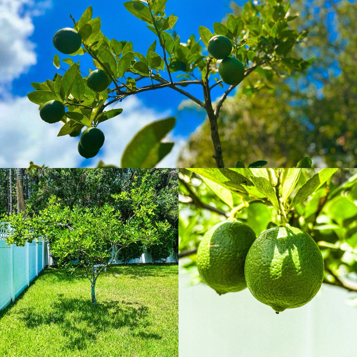 Got this little lime tree from Home Depot for $40 a couple years ago. It’s grown so much and produces sooooooo many limes. Gonna have to stock up on Coronas soon I guess 🤷‍♂️😆