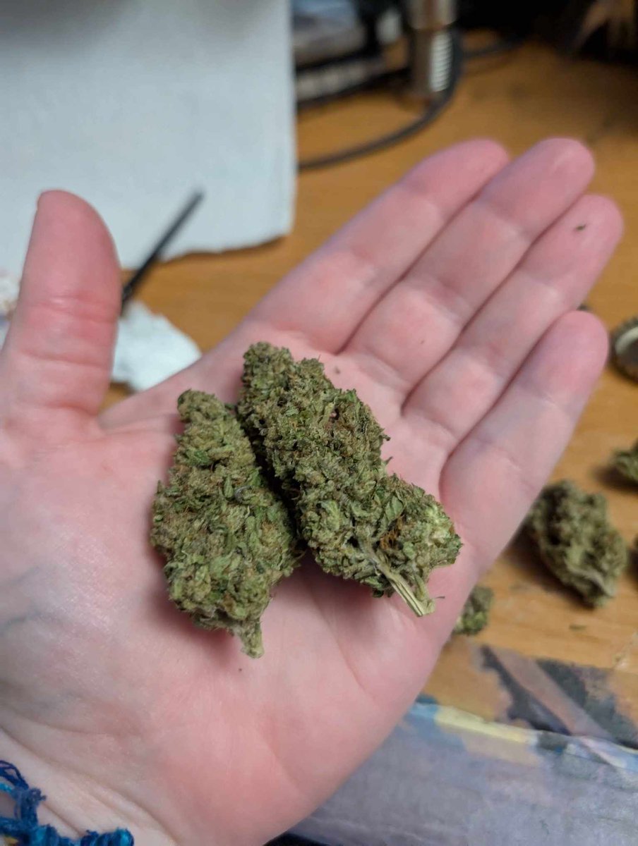 Cannabinoid: THCA
Form: Flower
Flavor: Herbal, Pepper, Spicy
Effect: Indica
Grown: Green House
Potency: 28% Total Cannabinoids
Terpenes: Total Terpenes 3%
Source of Hemp: USA buff.ly/dXZHysx