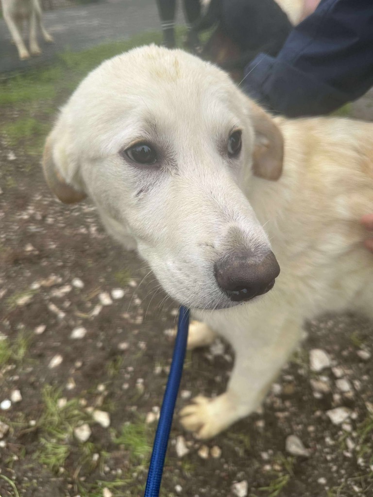 Captain ❤️
6 months old
Medium on maturity
Romania

Captain is a lovely, calm girl who is very happy, gentle and loves cuddles ❤️

She is a typical pup that loves playing with other dogs. She can also live with dog savvy cats and kids 8+

Apply: pawprints2freedom.co.uk/apply