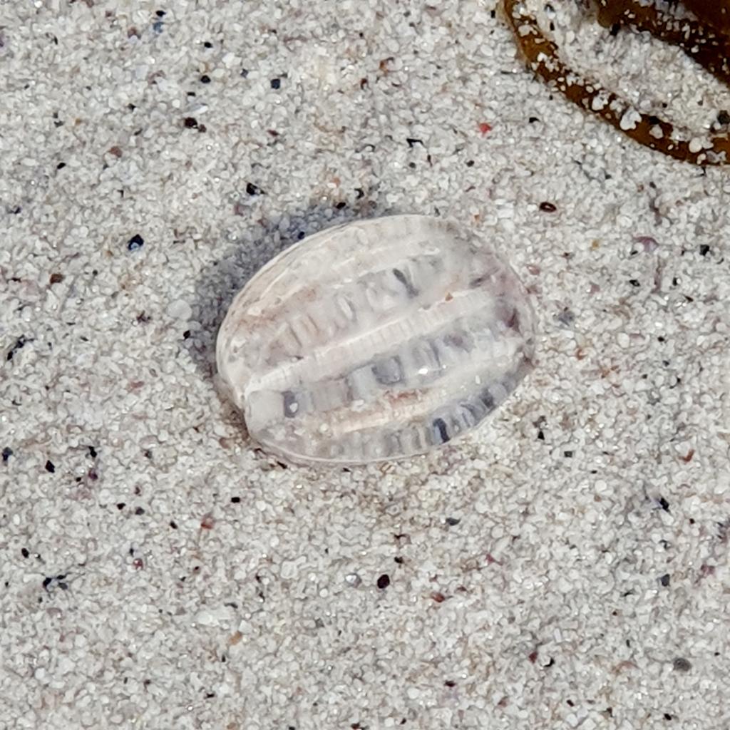 It's another gelatinous day in #SouthUist. This time dozens of sea gooseberries 💚