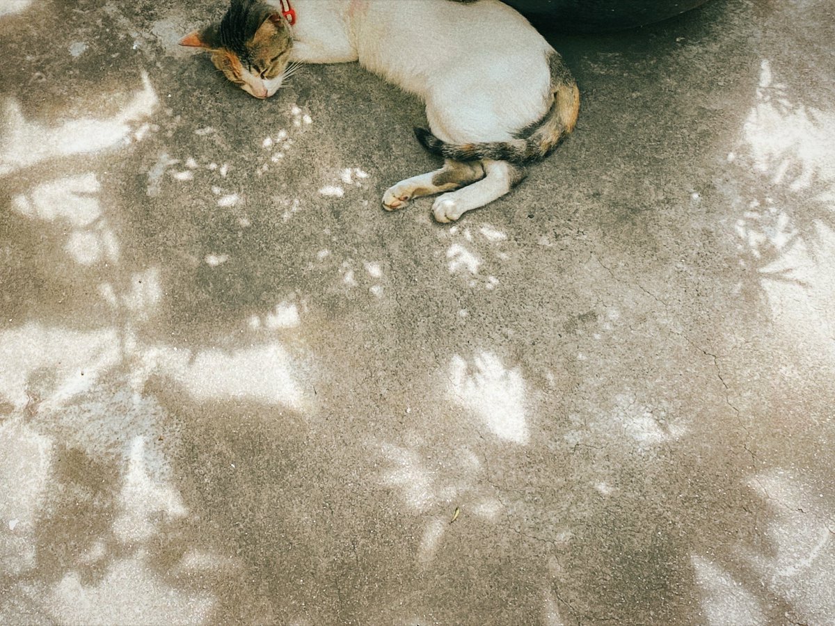 christine (@balmingseas) on Twitter photo 