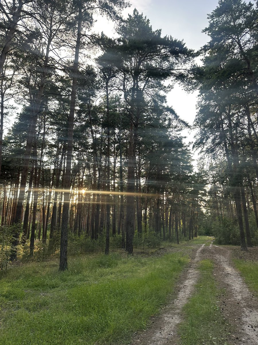 друзі, знайомтесь, це ліс. 

він бажає вам усім добрих та спокійних вечора і ночі, стратегічної перемоги, а москвичам відповідно усього поганого, кошмарного пиздеца, крові з очка і тому подібного.

привітайтесь із лісом і збирайтесь відпочивати. усім вам сил наступного тижня.