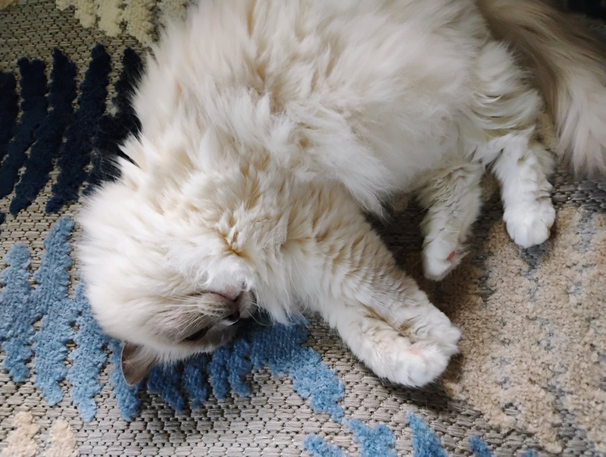 Jingley5's tweet photo. Snoozing away a rainy Sunday https://t.co/N37W1ujjVV