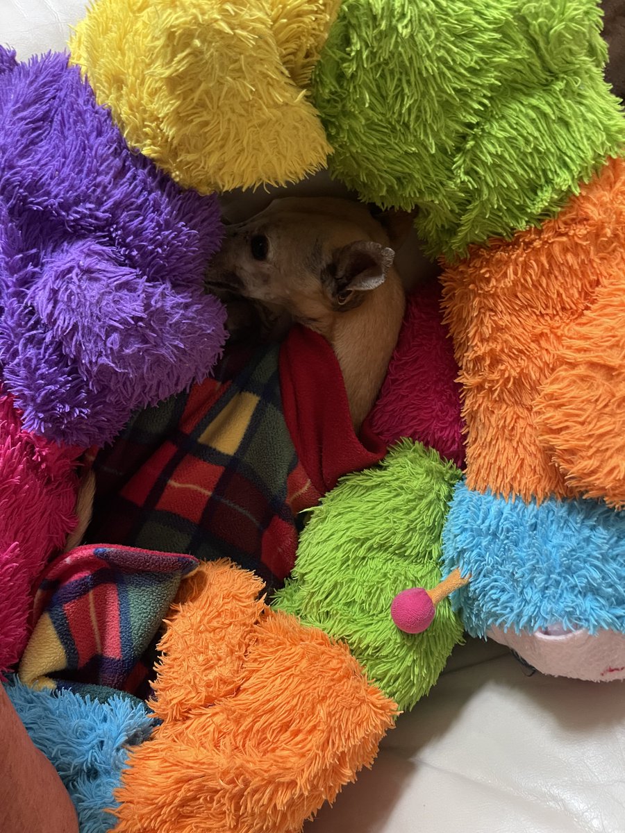casalindi's tweet photo. Sammy - cocooned in cuddlepillar ❤️❤️❤️❤️ https://t.co/Blppz22qeb