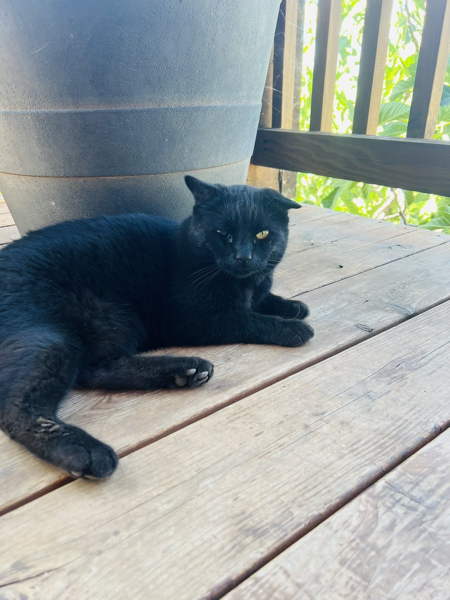 Lucked out at both AirBnb’s I stayed this weekend. 

<a href="/Airbnb/">Airbnb</a> <a href="/bchesky/">Brian Chesky</a> We need a “Has Cat 🐱” indicator on each listing!