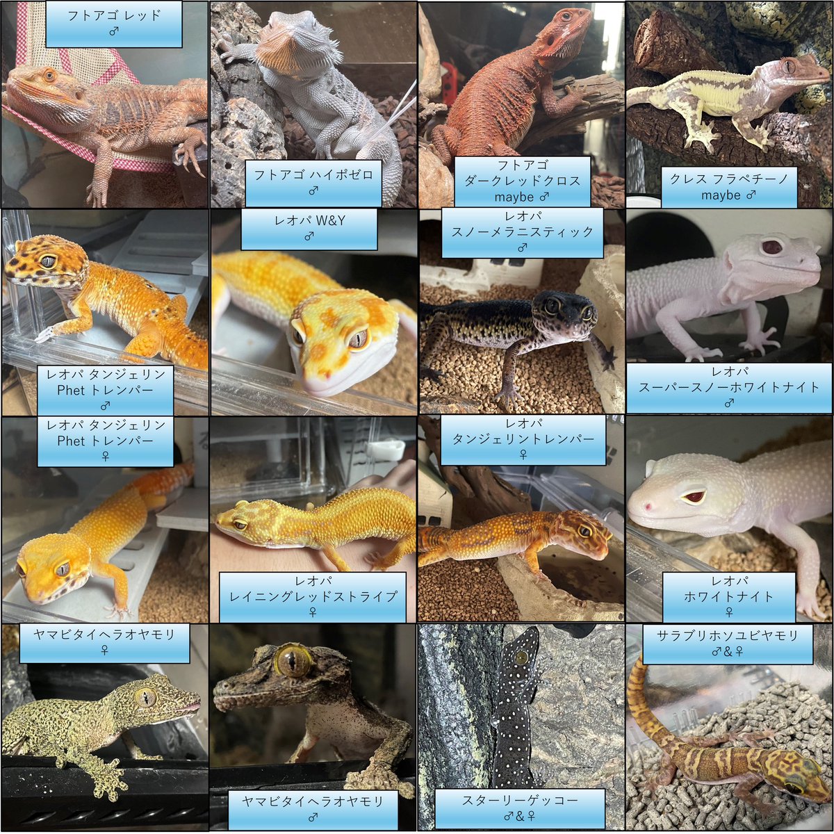 かに🦀 tweet media