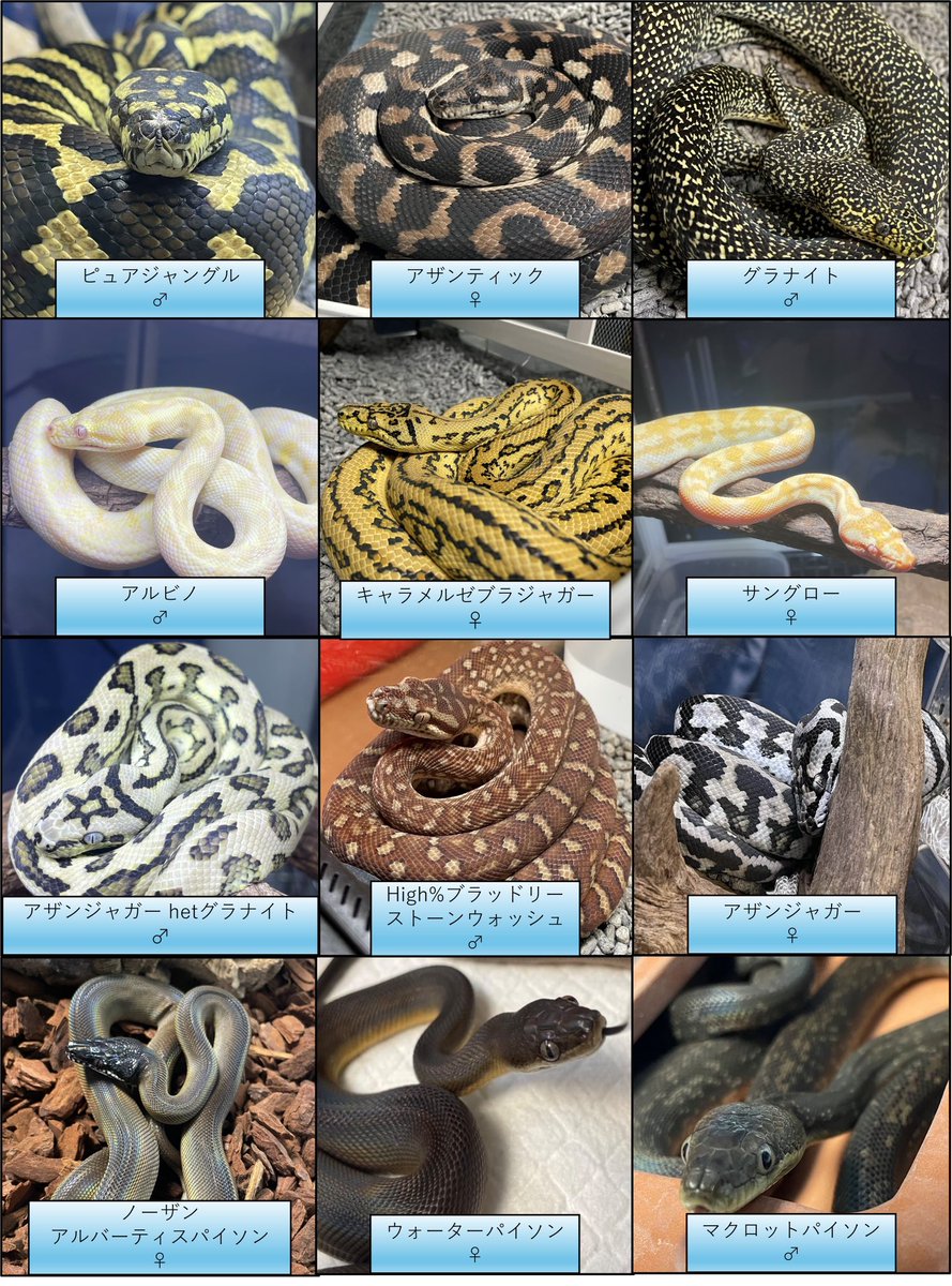 かに🦀 tweet media