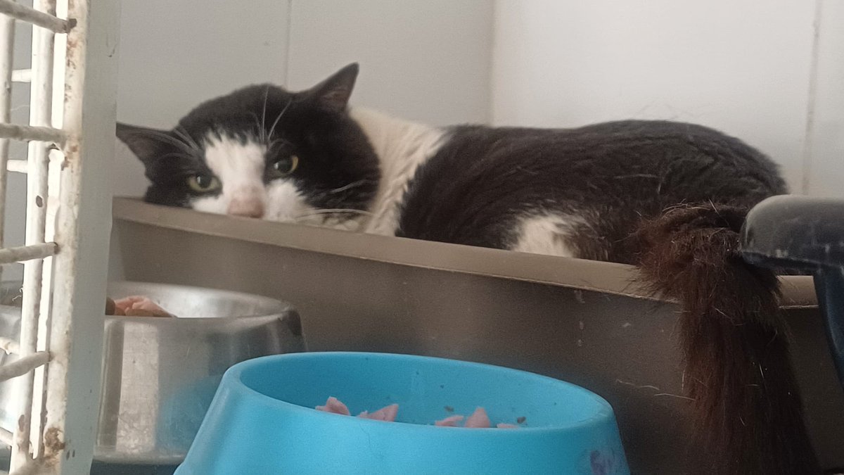ColoniaGats's tweet photo. ¡Gerundio y Chatita de @ColoniaGats van mejorando poco a poco¡
La veterinaria comentó que Gerundio (foto1) está mucho mejor y la próxima semana le darán el alta.
Sobre Chatina (foto 2) nos dijo que empieza la quimioterapia la próxima semana y está tomando medicación. 
#Valencia https://t.co/sLXRZfPaf6