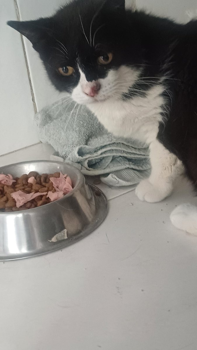 ¡Gerundio y Chatita de <a href="/ColoniaGats/">ColoniaGatsLaPlata</a> van mejorando poco a poco¡
La veterinaria comentó que Gerundio (foto1) está mucho mejor y la próxima semana le darán el alta.
Sobre Chatina (foto 2) nos dijo que empieza la quimioterapia la próxima semana y está tomando medicación. 
#Valencia