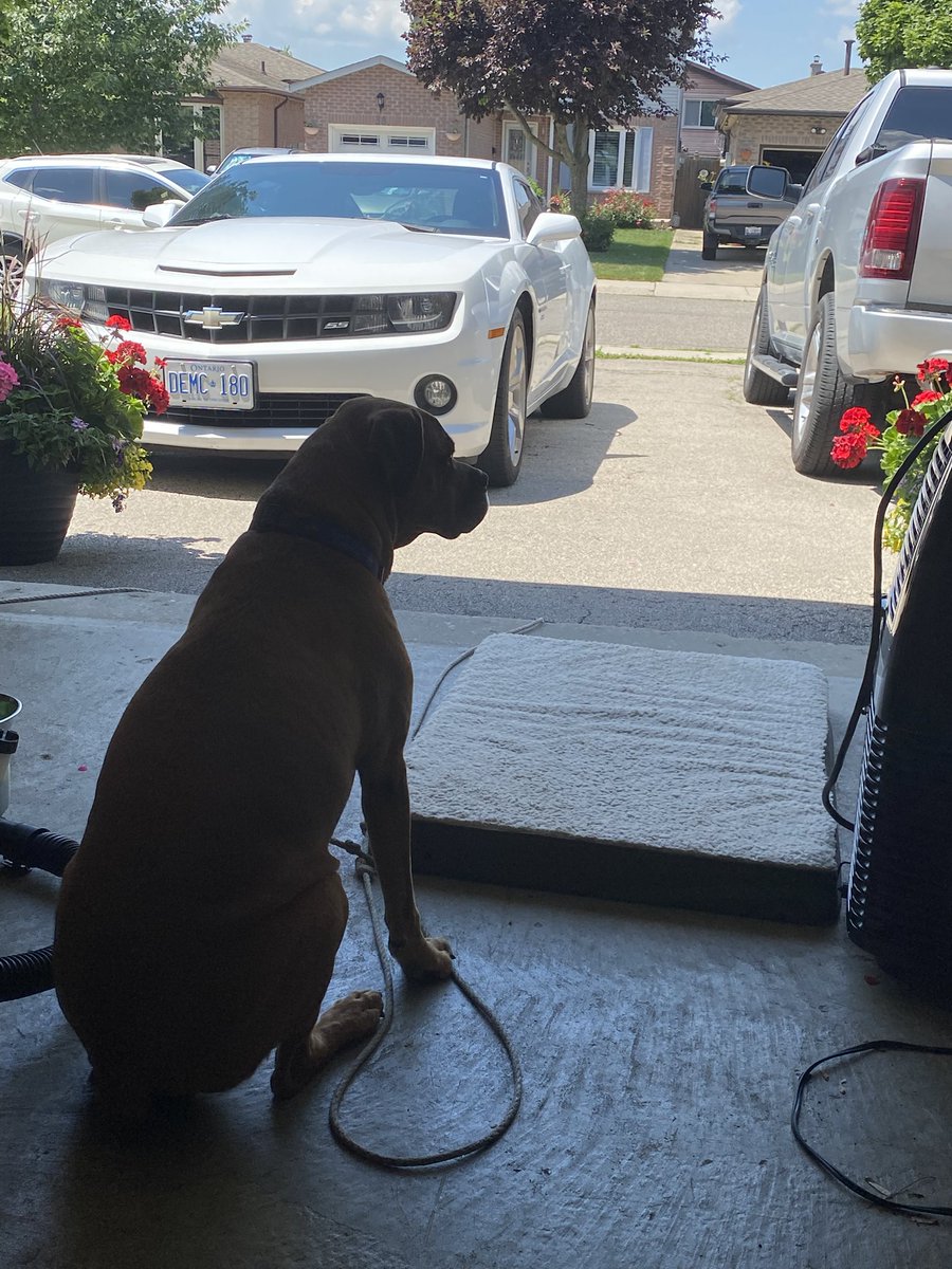 It’s just too damn hot to step out the shade 🥵#boxerdog #dogsofX #summerheat