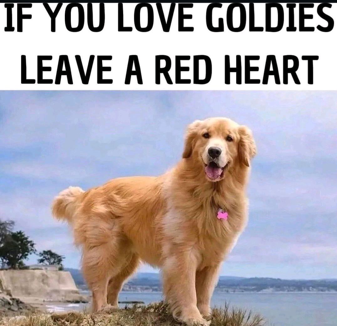 Simple. Love Goldies?  Post ❤️ 👇     

(Friendlygoldens IG) #goldenretrievers #dogsofx #dogsofbluesky