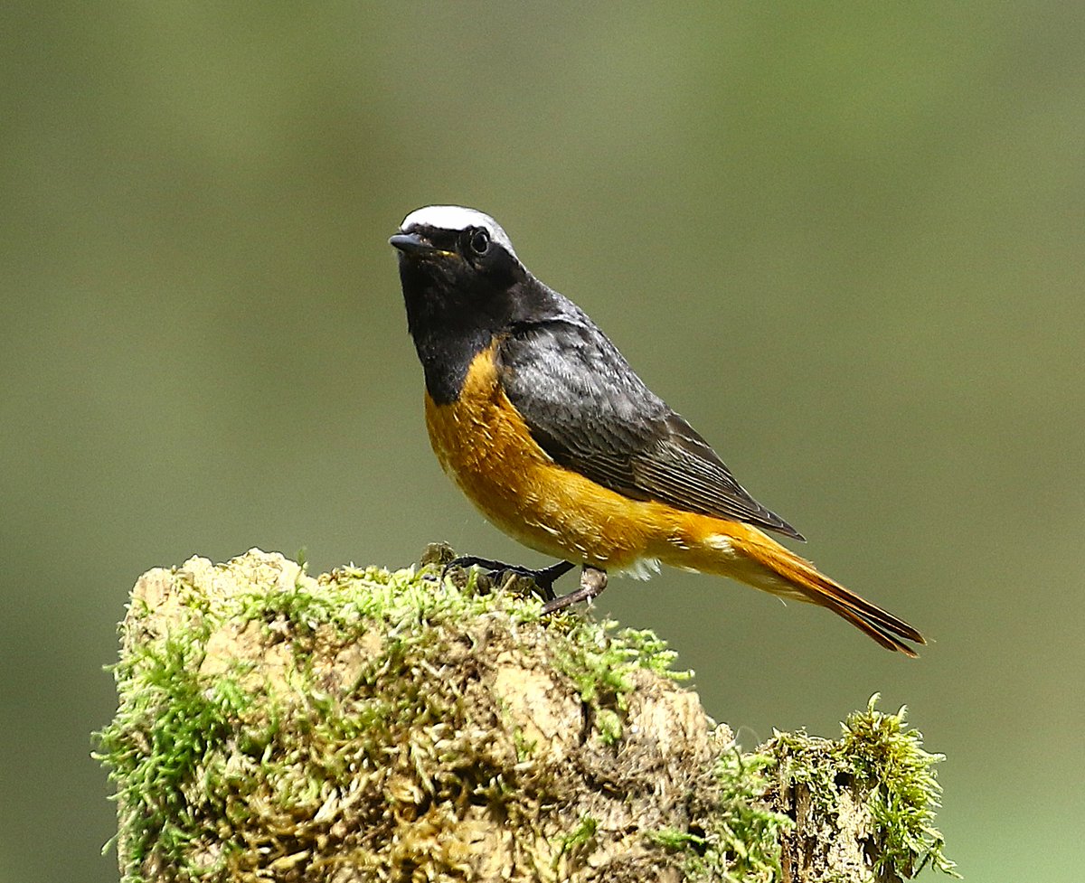Veronica 🦊 (@ladyvee67) on Twitter photo Lovely male Common Redstart on Durham Moors.
<a href="/DurhamBirdClub/">Durham Bird Club</a>
<a href="/BirdWatchingMag/">Bird Watching</a>
<a href="/BBCSpringwatch/">BBC Springwatch</a>
<a href="/Natures_Voice/">RSPB</a> Lovely male Common Redstart on Durham Moors.
<a href="/DurhamBirdClub/">Durham Bird Club</a>
<a href="/BirdWatchingMag/">Bird Watching</a>
<a href="/BBCSpringwatch/">BBC Springwatch</a>
<a href="/Natures_Voice/">RSPB</a>
