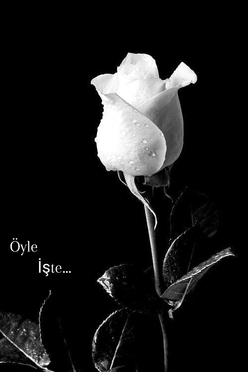 ........ 
Bazı şeyler yazıda,

Bazı şeyler şiirde,

Bazı şeyler resimde,

Bazı şeyler de hayalde güzeldir…!!! 

💃🌹🥀🕊...
