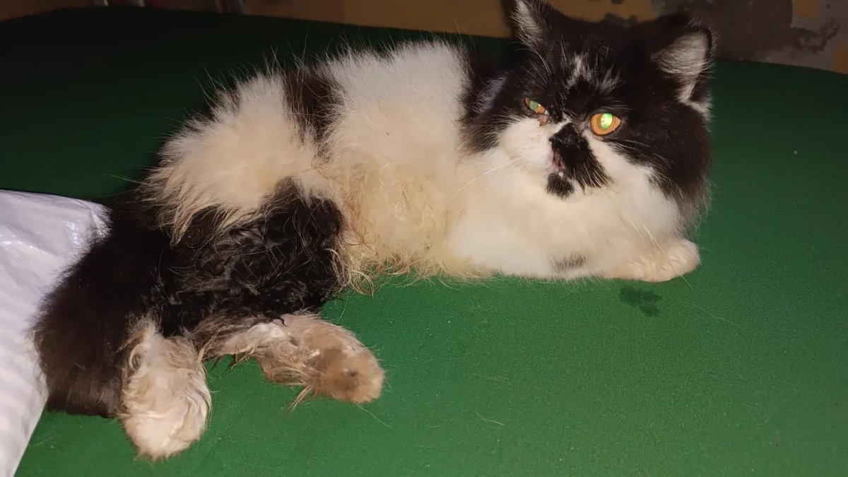 🆘 Resgatei uma persa frajolinha em situação crítica. Estava coberta de sujeira e fezes, com sinais de abandono. Tem tártaro nos dentes e não consegue se alimentar ou se limpar direito. Mesmo sem condições, estou cuidando.
📱 Pix: 85986690158
Compartilhar ajuda muito.