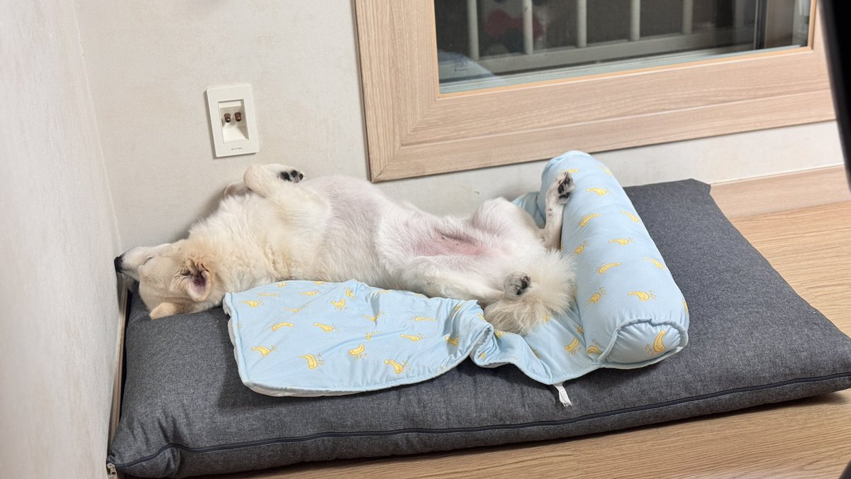 요즘 낮에 너무 더워서 쉬산책만 짧게 하고 긴산책은 해떨어진 뒤에 몰빵하니까 밤에 집에 오면 세상의 모든 번뇌를 잊은 러그가 되어버림