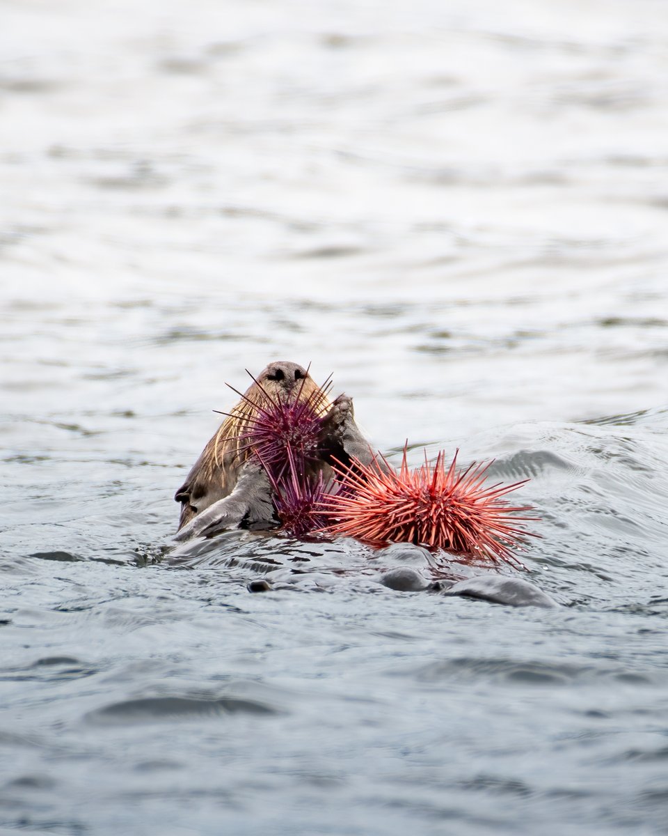 ElakhaA's tweet image. You might want to think twice before inviting a #seaotter to your weekend BBQ 🌭 - they’d probably devour everything in sight! 

This sea otter photographed by @lauralefurgeysmi, is seen snacking on sea urchins💥 - one of the 100+ species #seaotters prey upon.