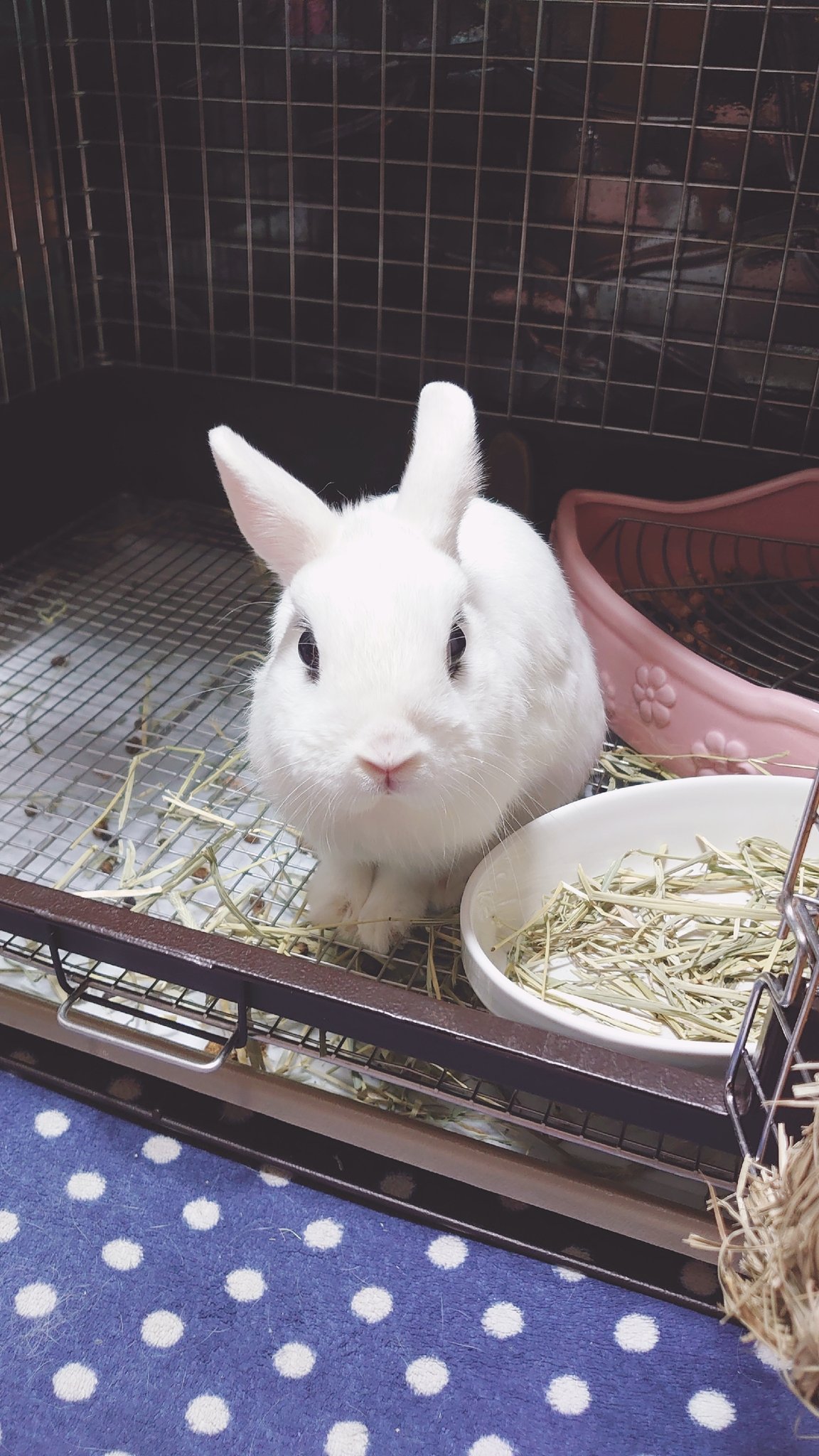 BuNNY TRAP/ﾎﾞｰﾏｽ60 D21.22⋆ᙏ *✨️ on X: 
