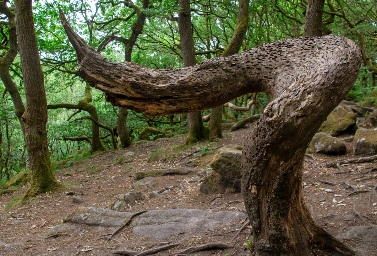 Nature's mood swing was in full flow for my latest venture into the Peaks: from the wild emptiness of the moorland above Bamford and the imposing windswept gritstone landscape of Stanage Edge, to the serene, leafy hush of the gorgeous Padley Gorge.

#peakdistrict #photography