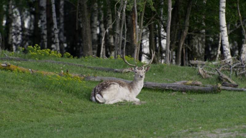 DMovies (@dmovies_org) on Twitter photo Russian aggression defaces Ukrainian landscape and wildlife, in his non-narrative, sensory and hypnotic doc
Divia is in the Crystal Globe Competition at the 59th <a href="/KVIFF/">Karlovy Vary IFF</a>:
dmovies.org/2025/07/06/div… Russian aggression defaces Ukrainian landscape and wildlife, in his non-narrative, sensory and hypnotic doc
Divia is in the Crystal Globe Competition at the 59th <a href="/KVIFF/">Karlovy Vary IFF</a>:
dmovies.org/2025/07/06/div…
