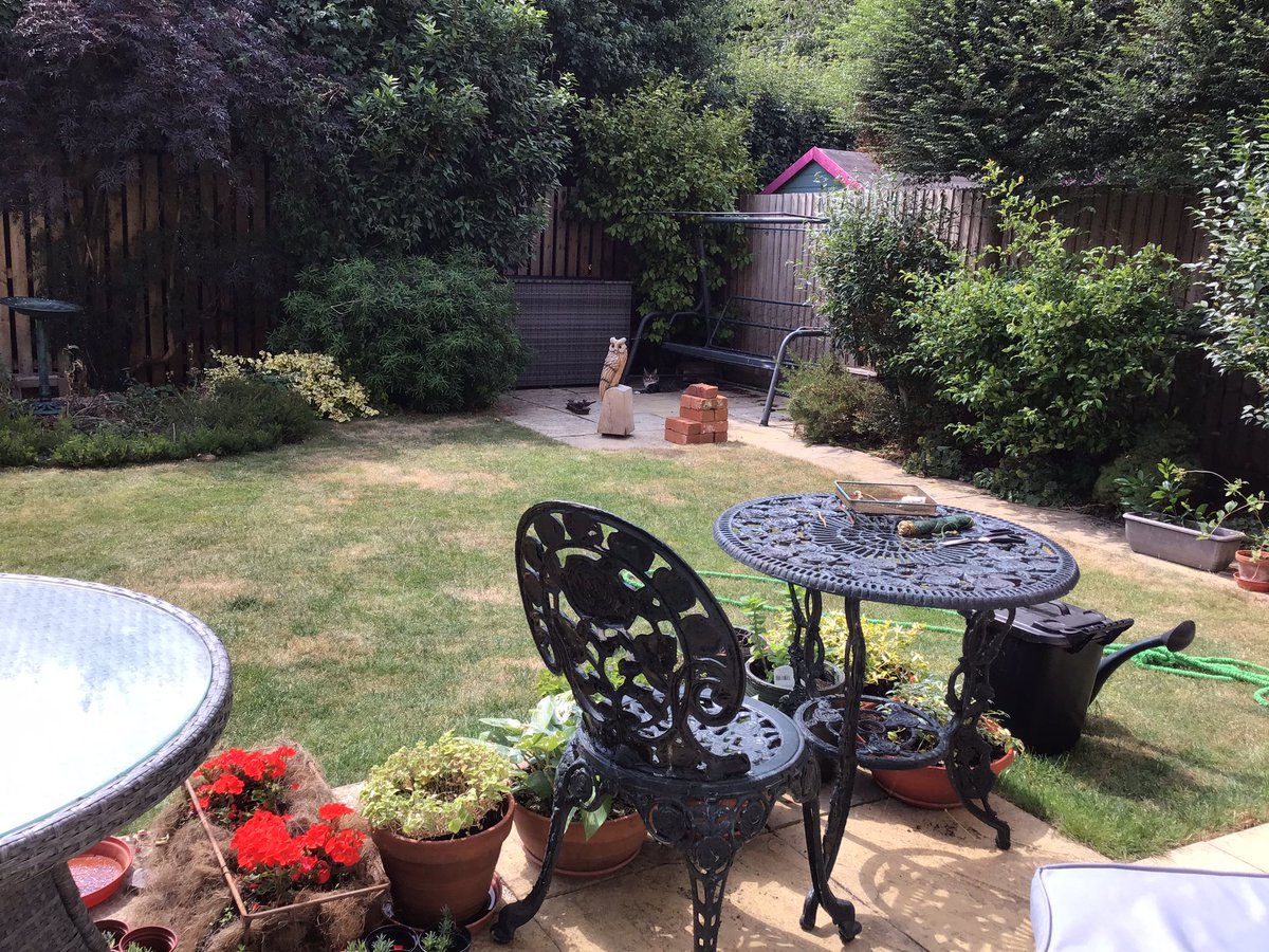 Prince: I am getting quite brave in the garden. I am right next to one of the holes under the fence that goes to the hedgerow. There are 4, 2 at each end of the fence. They’re intended as a hedhog highway and for us to be able to escape from nemesis neighbour Puddles. #Hedgewatch