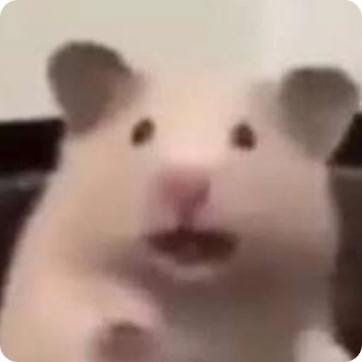 sana.⠀ before i eep let me jump on the bandwagon.  🤲