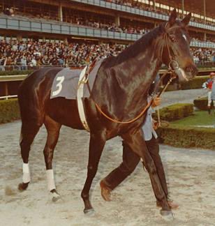 Ruffian, American champion thoroughbred racehorse, races against Foolish Pleasure, 1975 Kentucky Derby winner, as part of a nationally-televised “Challenge of the Sexes” between the two thoroughbreads. 

Ruffian fractures his right foreleg in the race and has to be euthanized