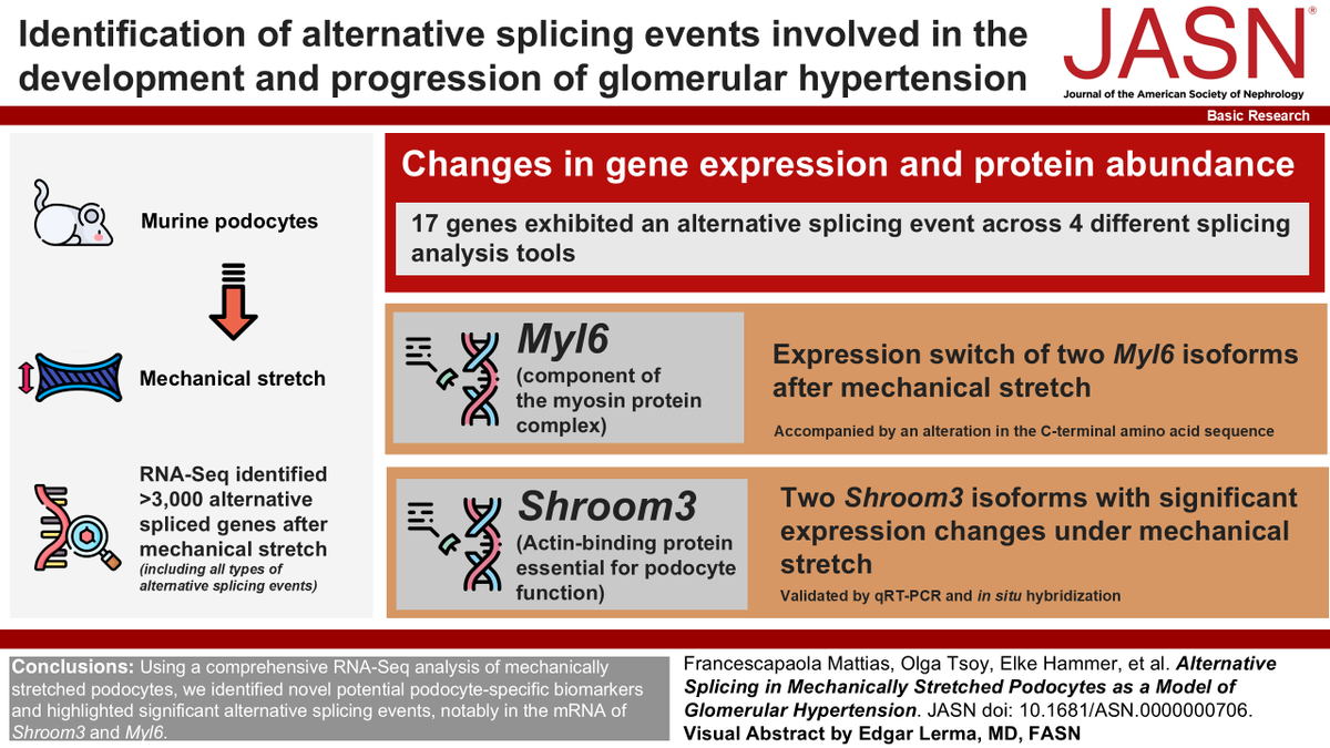 Understanding the role of alternative splicing in podocyte biology may lead to theraputic options for patients with glomerular hypertension. Read more in a #BasicResearch article:  kidney.pub/JASN0706 #ASNJASN