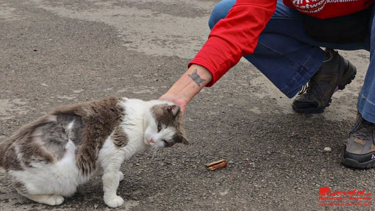 Network4Animals's tweet photo. In an abandoned Italian farmhouse in #Umbria, 18 cats are struggling to survive πββ¬
We must act now to break the cycle of birth, starvation & death, before even more kittens are born.
π Find out how you can help: https://t.co/XcQVi3Sd2n.
#NFACats #CatSterilisation https://t.co/9rdsZ0rOv1