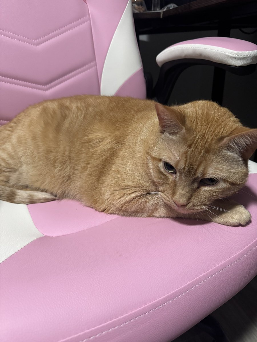 Got a new chair and now pika won’t leave it lol