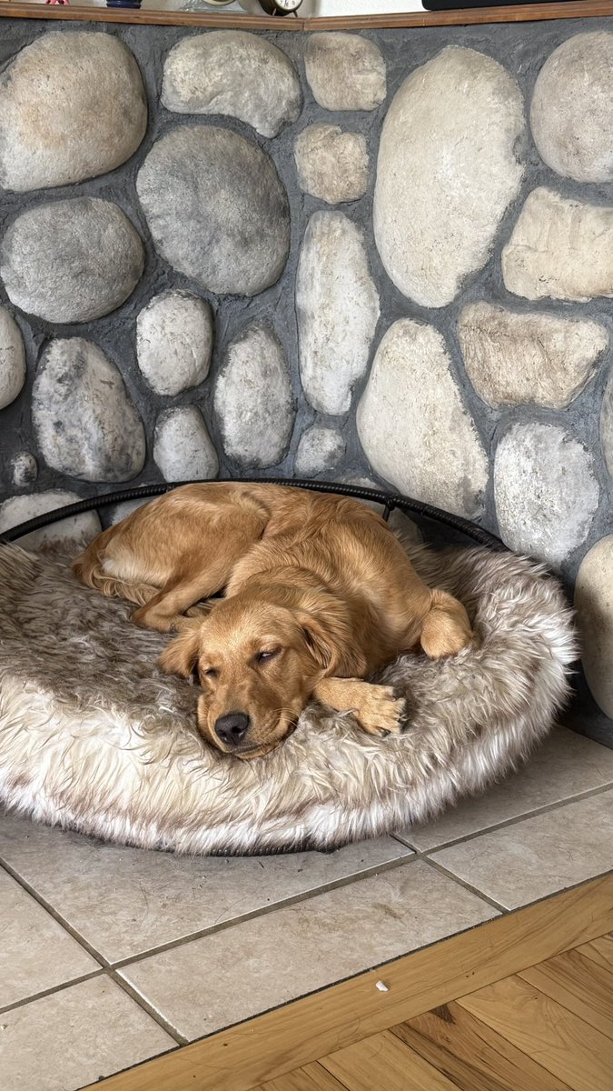 TheOSUBuckeye09's tweet image. That cozy bed feeling when you get home after a camping trip. Mmmm so comfy. #goldenretriever #camping #goldenpup