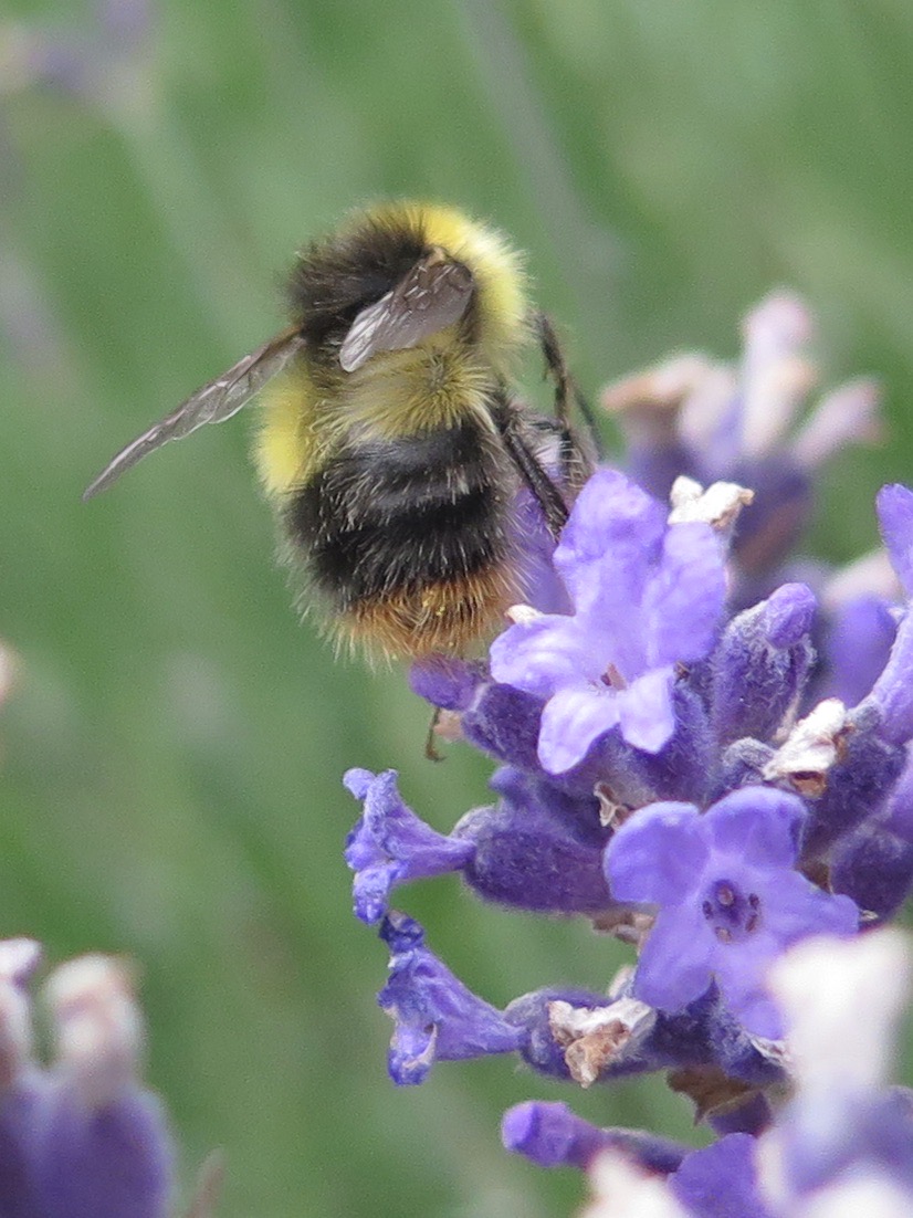 RFredW's tweet photo. Bees-on-Lavender 2025
21/n (If you want the previous 20, check other social platforms)
First yellow-yellow-red of the year
[There shall now be a brief pause for Develop]
#bees #lavender https://t.co/D5PdK9TNUn