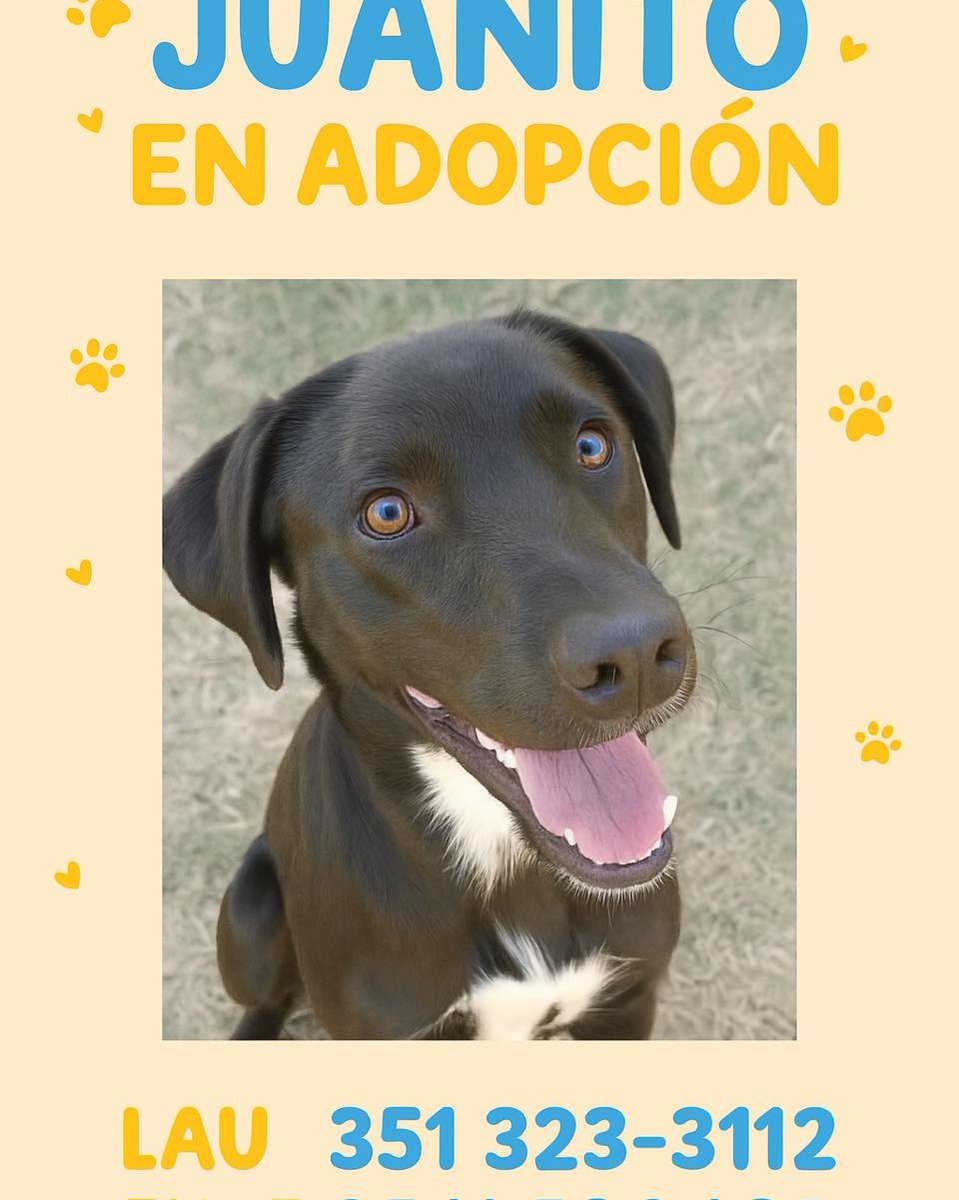 ♥️Juanito de las sierras sueña con tener
una casa.🏡

Es uno de los discas rescatados de un lugar muy
humilde, donde sobrevivió gracias a la fuerza de su
manada y al amor de quienes, sin tener nada, lo
cuidaron como pudieron.

SIGUE👇👇👇