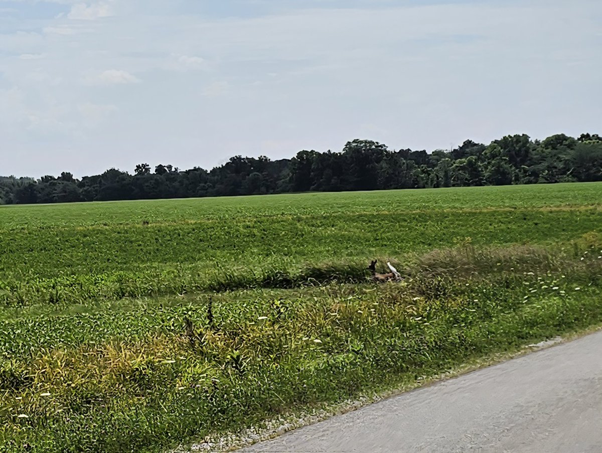 Took a long hot ride. The summer heat and humidity is brutal in Illinois. Started at about 9am and it was 81 finished and it was 90 with a 99 degree heat index. Time for food and a cold shower. 

#heattraining 
#cyclingshots 
#cyclingaddict