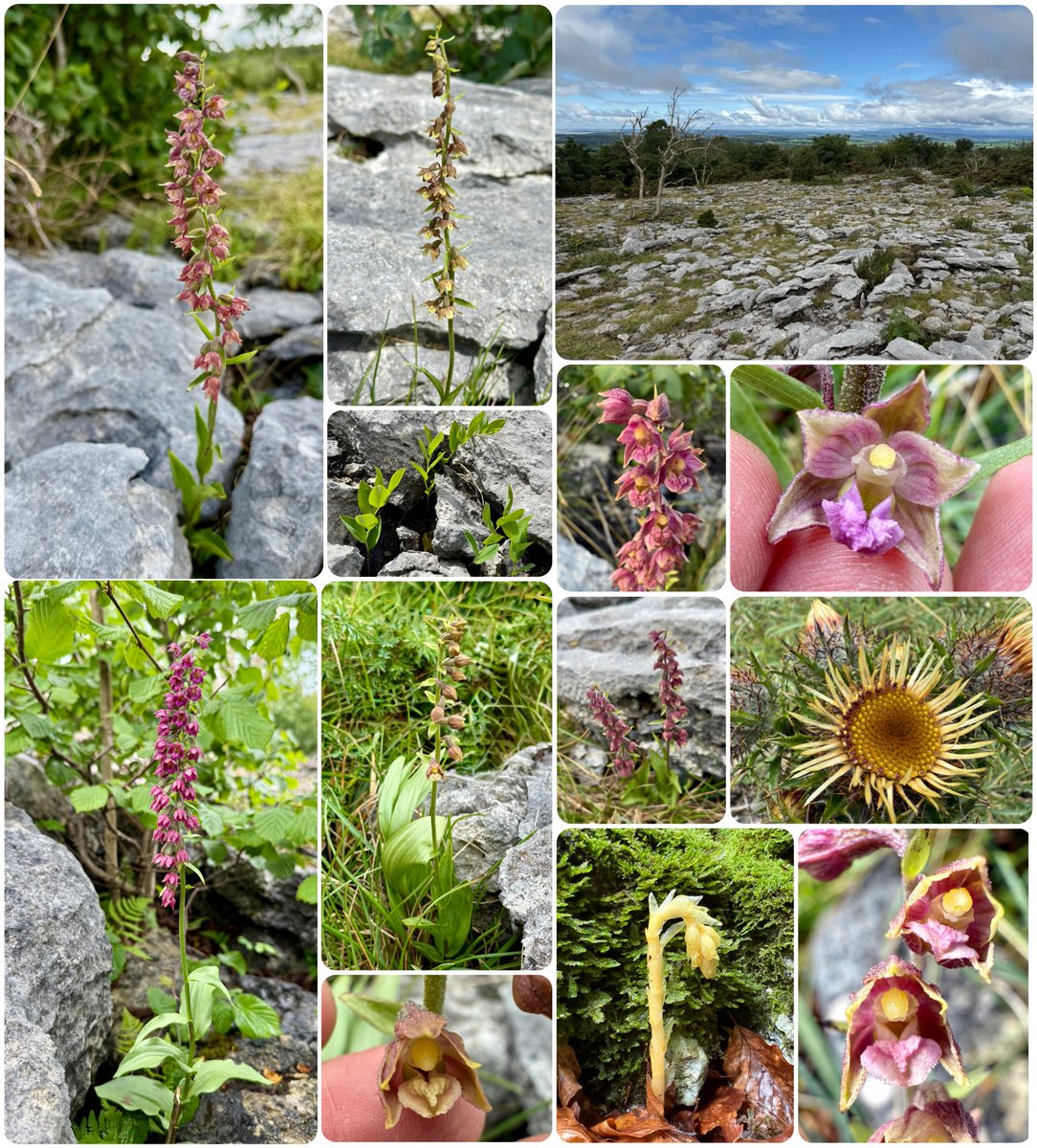 botany_beck's tweet image. Epic day at Hutton Roof with @thenewgalaxy First for me, hybrid between Dark Red & Broad-leaved Helleborine & the different colour forms of Epipactis atropurpureans! Also an absolute treat to catch up with some pristine Monotropa hypopitys!! #HelleborineChallenge #WildflowerHour