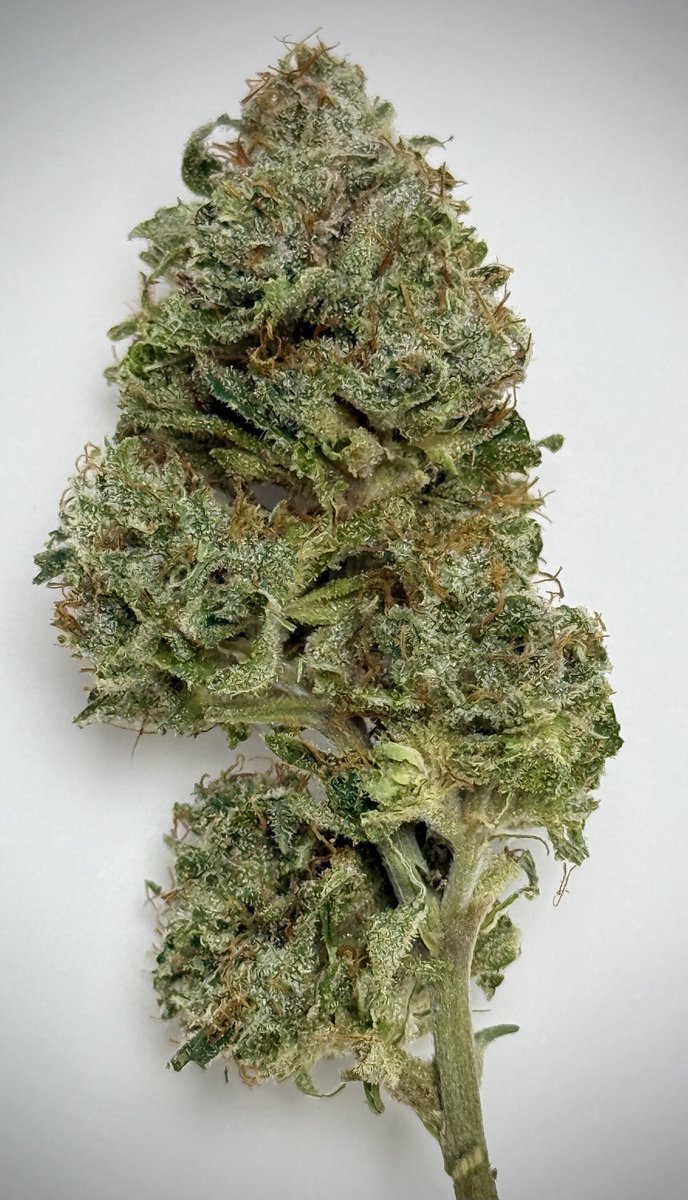 Chemmy Lemmy: Pheno 1

Not the prettiest of trim jobs done but man the smell has a strong sour citrus with a sweet backing. 

This is definitely my pick for Citraberry Bliss. 

Thank you again @NectarBeans for the opportunity to grow these. I have many others from you and I’m