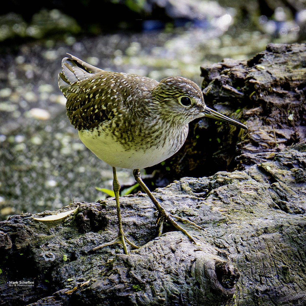 charlieschef's tweet photo. Solitary Sandpiper, Pool, Central Park, NYC https://t.co/IlAnL7K0U7 #birdphotography #echowatch #wildlifeplanet #nycbirdalliance #wildlifephotography #naturephotography #birdlovers #wildlifephotographer #birdwatching #conservationphotography #solitarysandpiper #birdccp 5/25 https://t.co/4fyuJ0dk1h